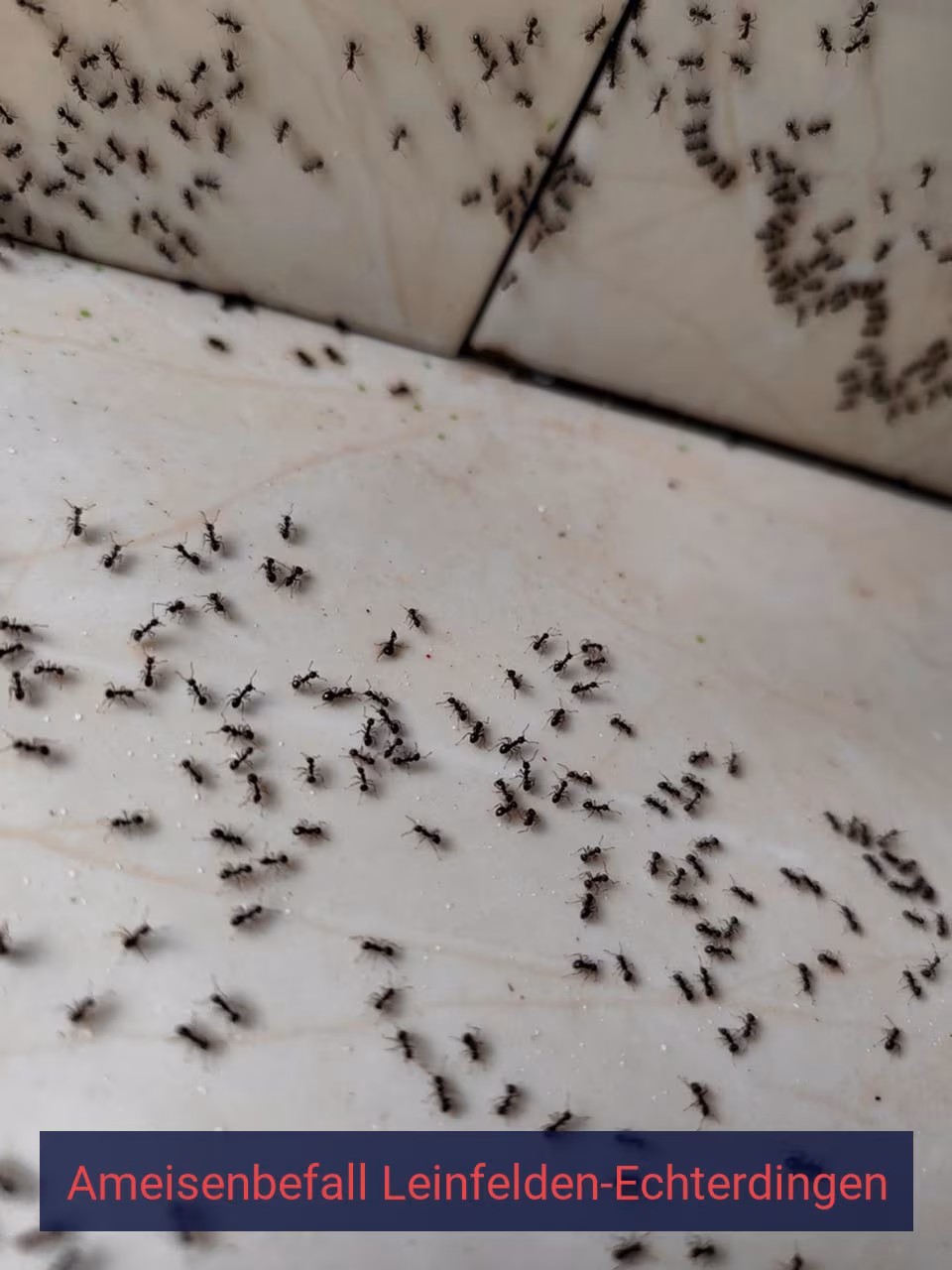 Ameisenbefall {Stadt(city_name)