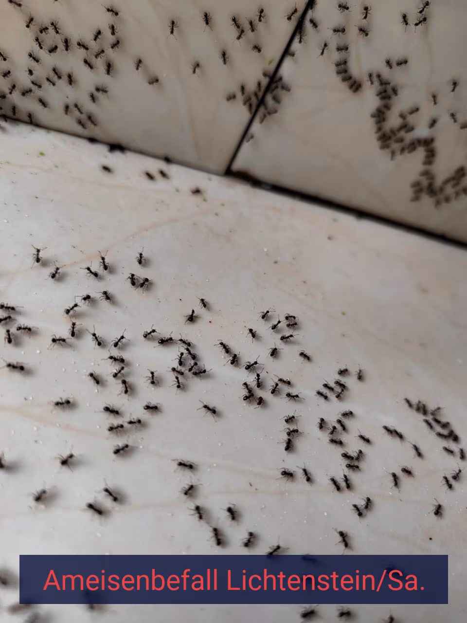 Ameisenbefall {Stadt(city_name)