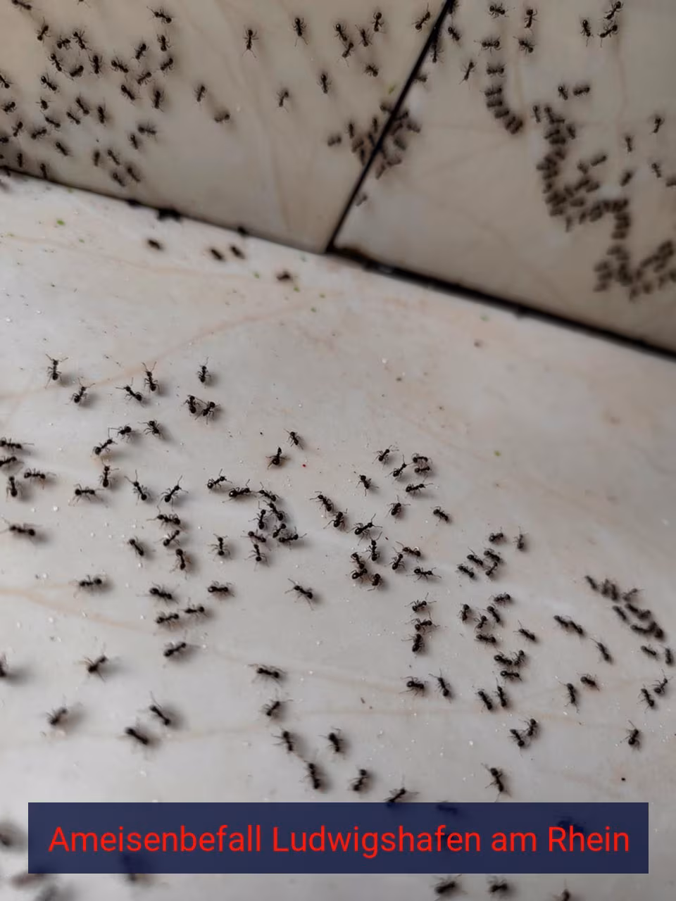 Ameisenbefall {Stadt(city_name)