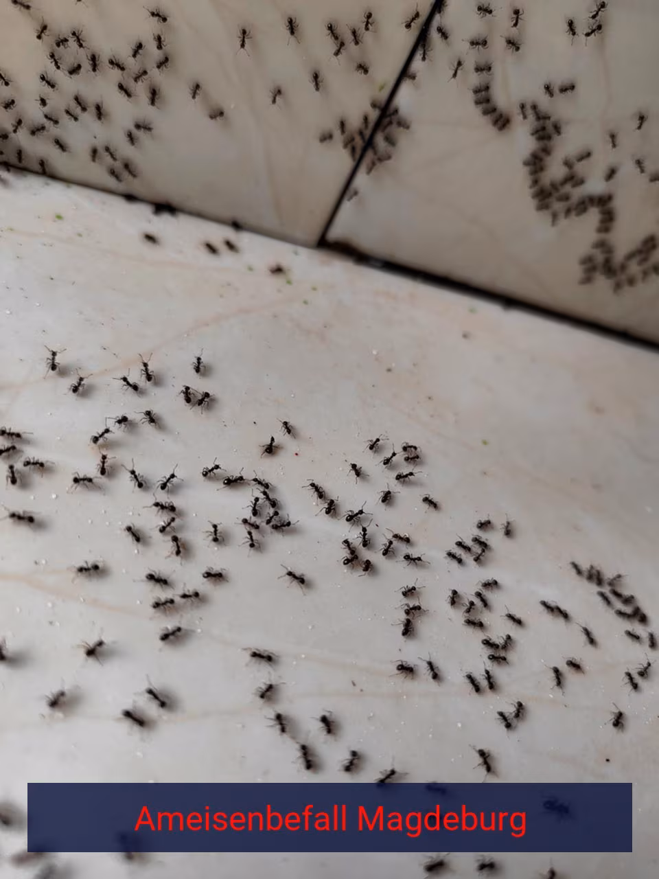 Ameisenbefall {Stadt(city_name)