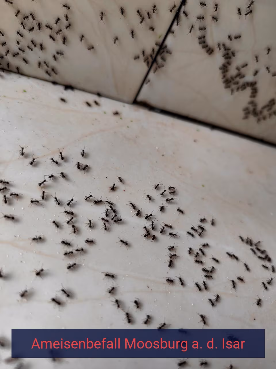 Ameisenbefall {Stadt(city_name)