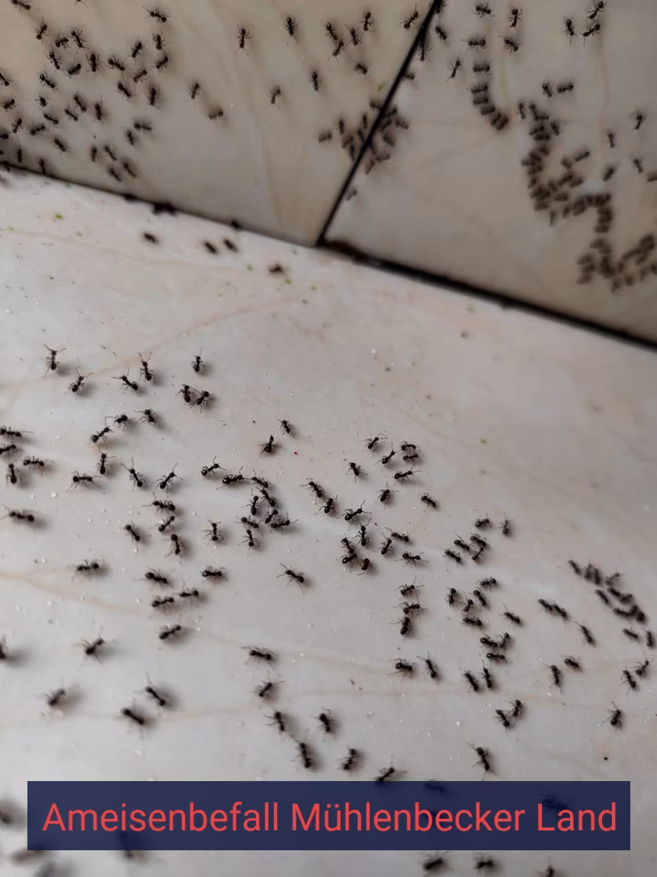 Ameisenbefall {Stadt(city_name)