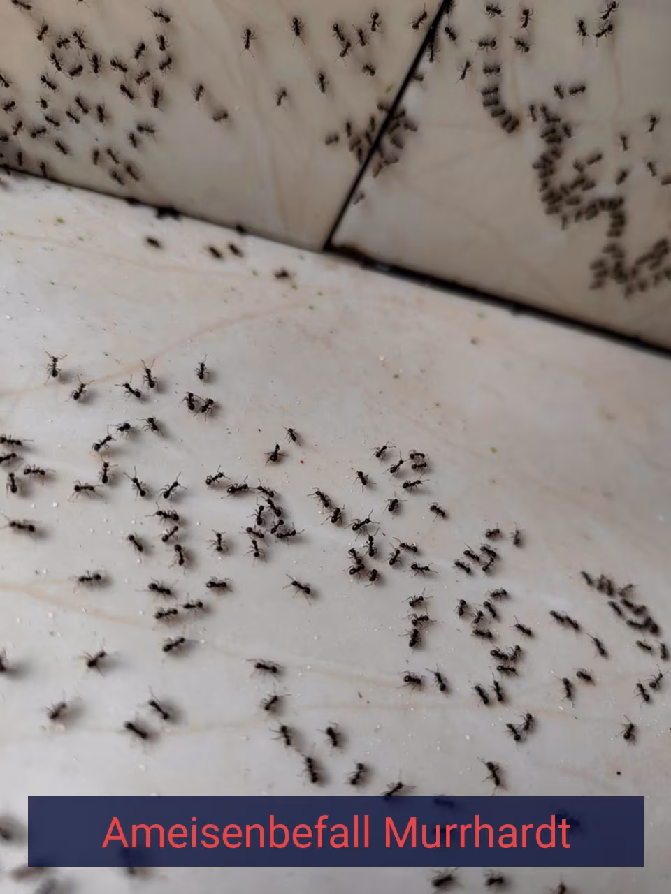 Ameisenbefall {Stadt(city_name)