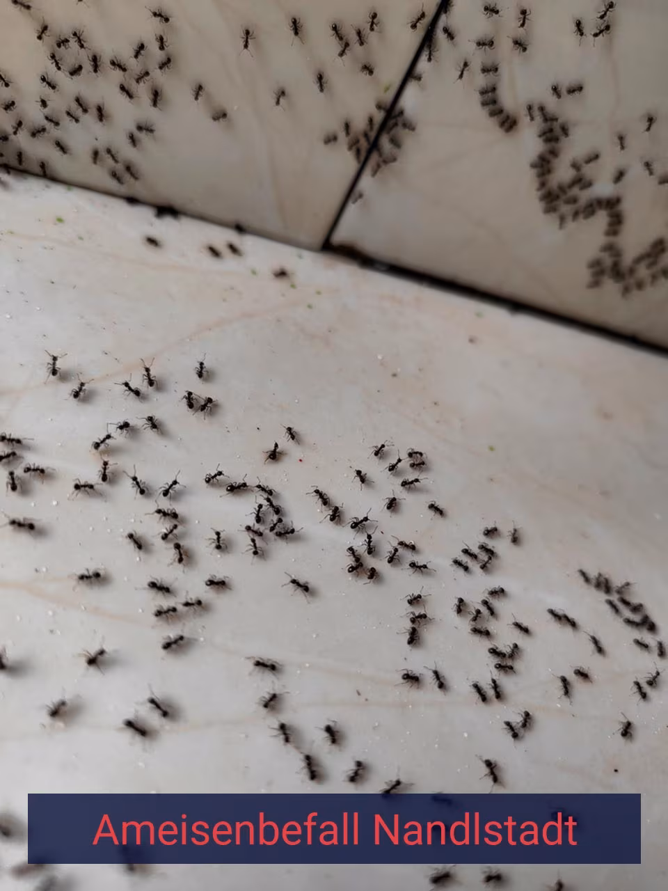 Ameisenbefall {Stadt(city_name)