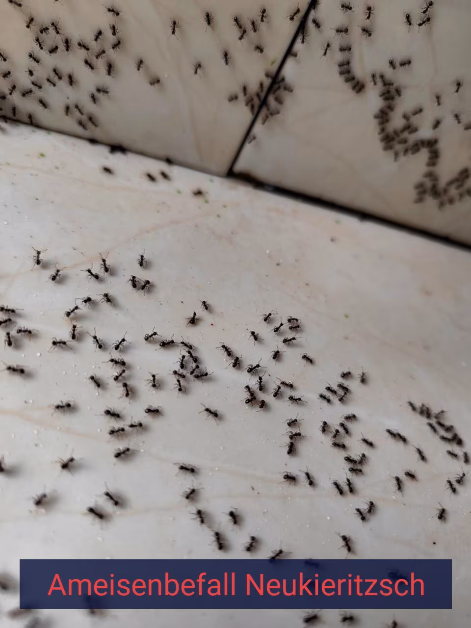 Ameisenbefall {Stadt(city_name)