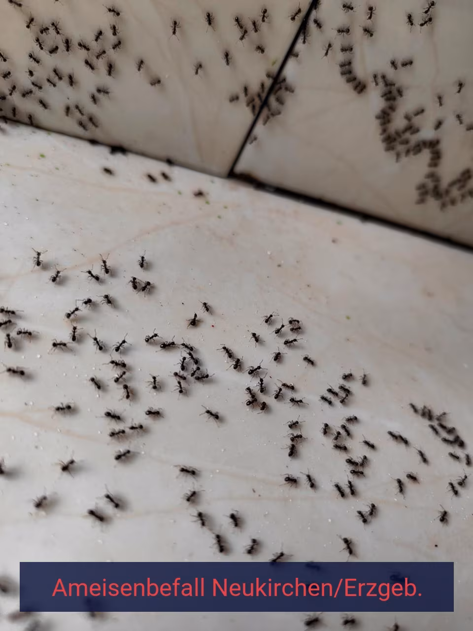 Ameisenbefall {Stadt(city_name)