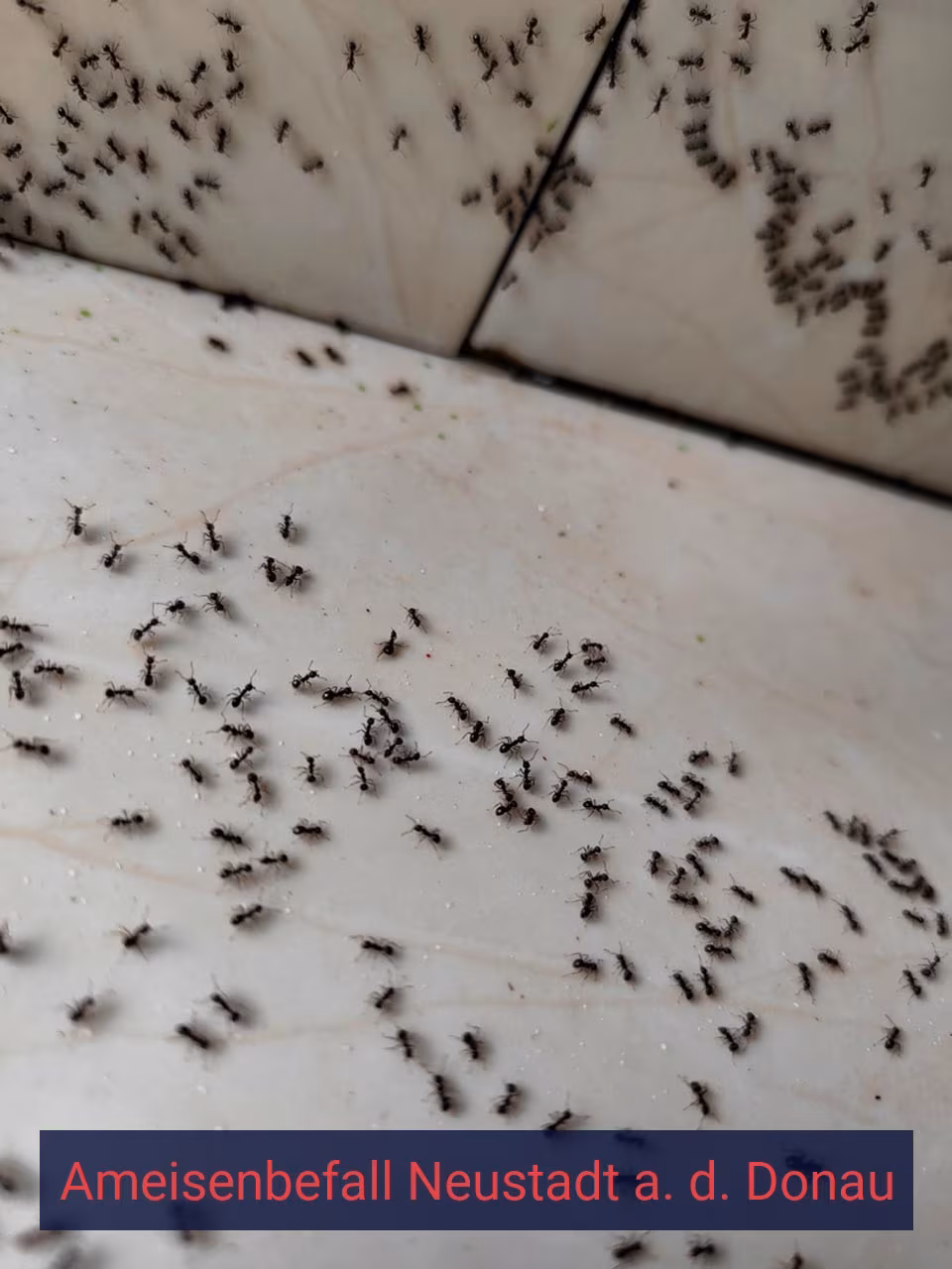 Ameisenbefall {Stadt(city_name)