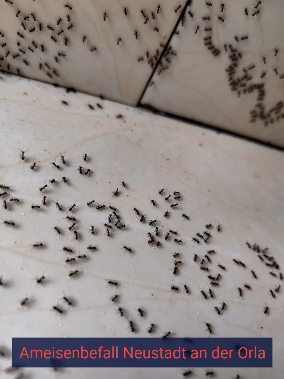 Ameisenbefall {Stadt(city_name)
