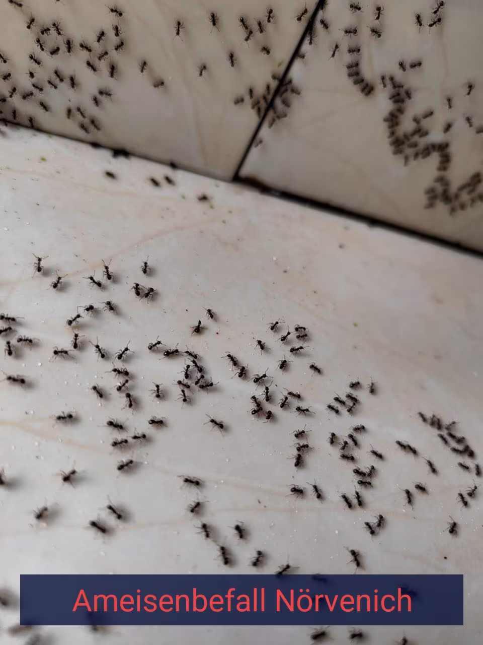 Ameisenbefall {Stadt(city_name)