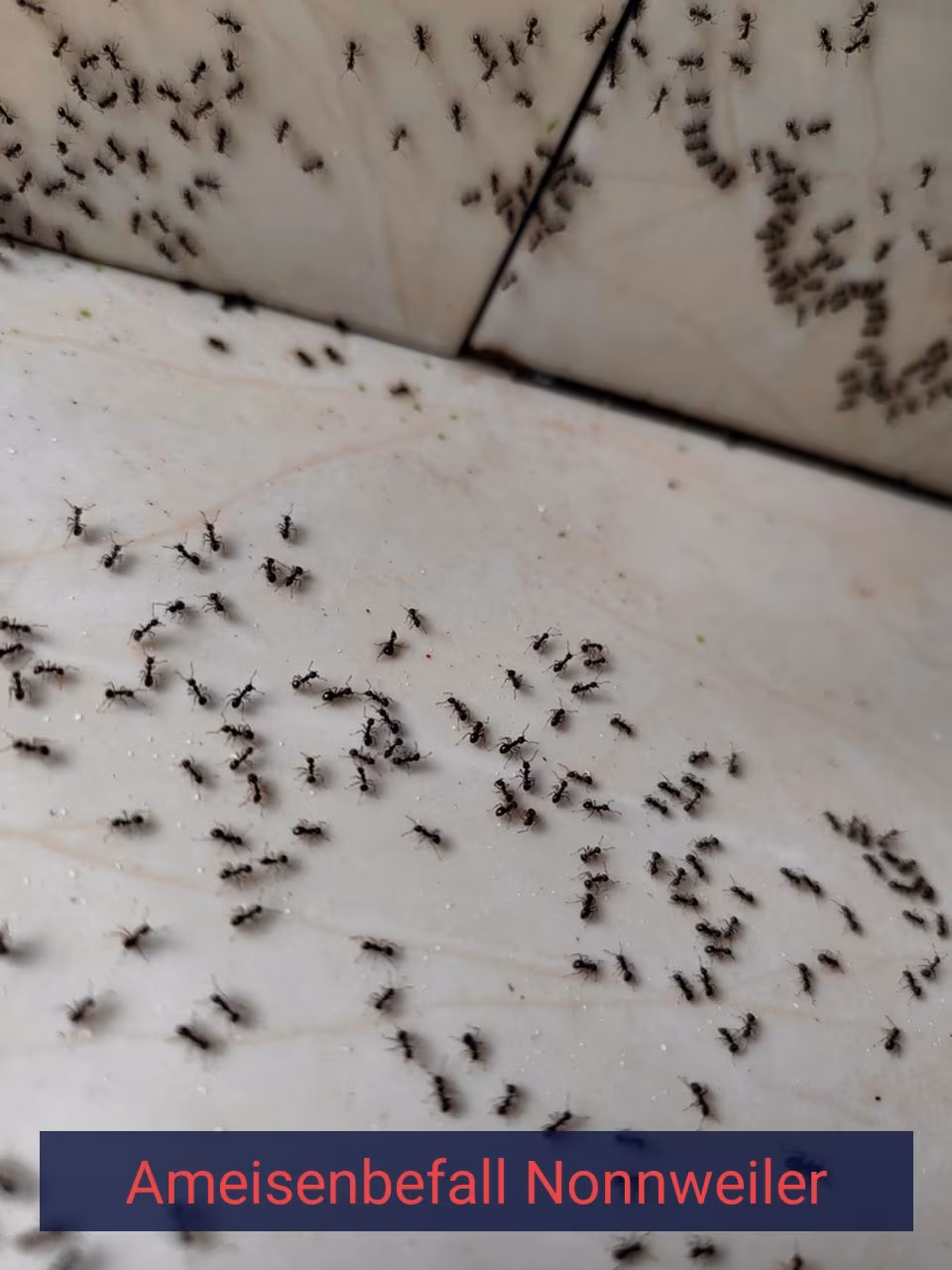 Ameisenbefall {Stadt(city_name)