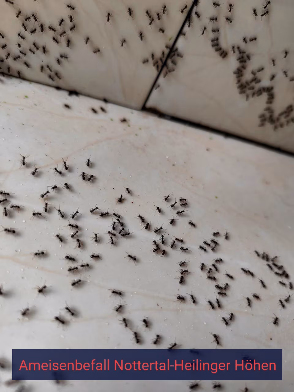 Ameisenbefall {Stadt(city_name)