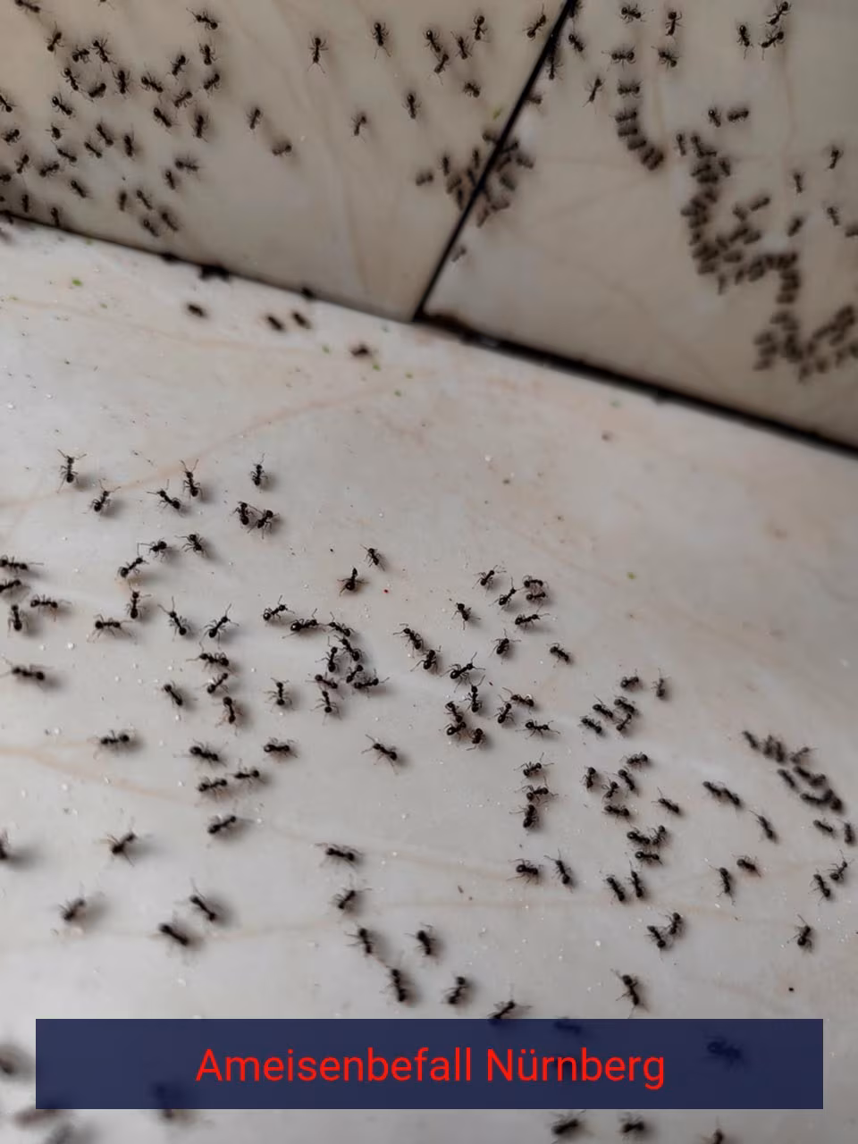 Ameisenbefall {Stadt(city_name)