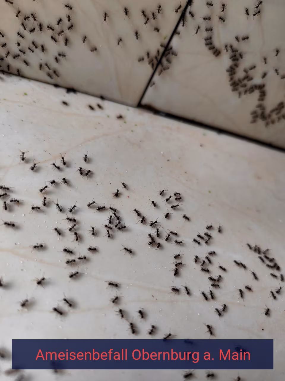 Ameisenbefall {Stadt(city_name)