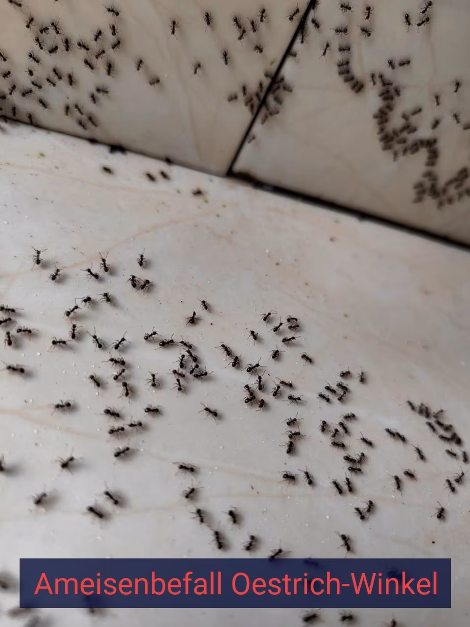 Ameisenbefall {Stadt(city_name)