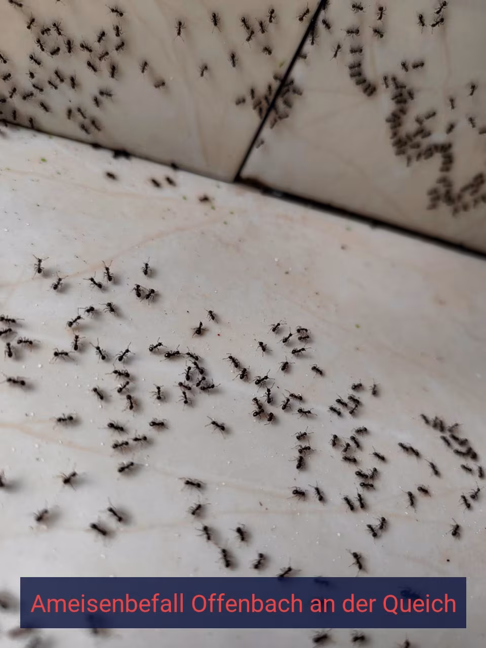Ameisenbefall {Stadt(city_name)
