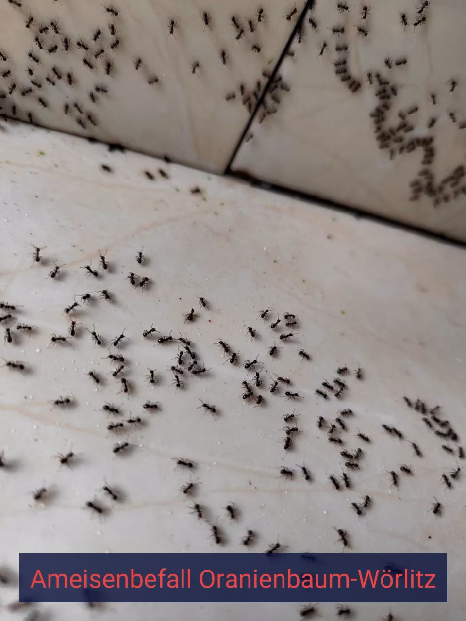 Ameisenbefall {Stadt(city_name)