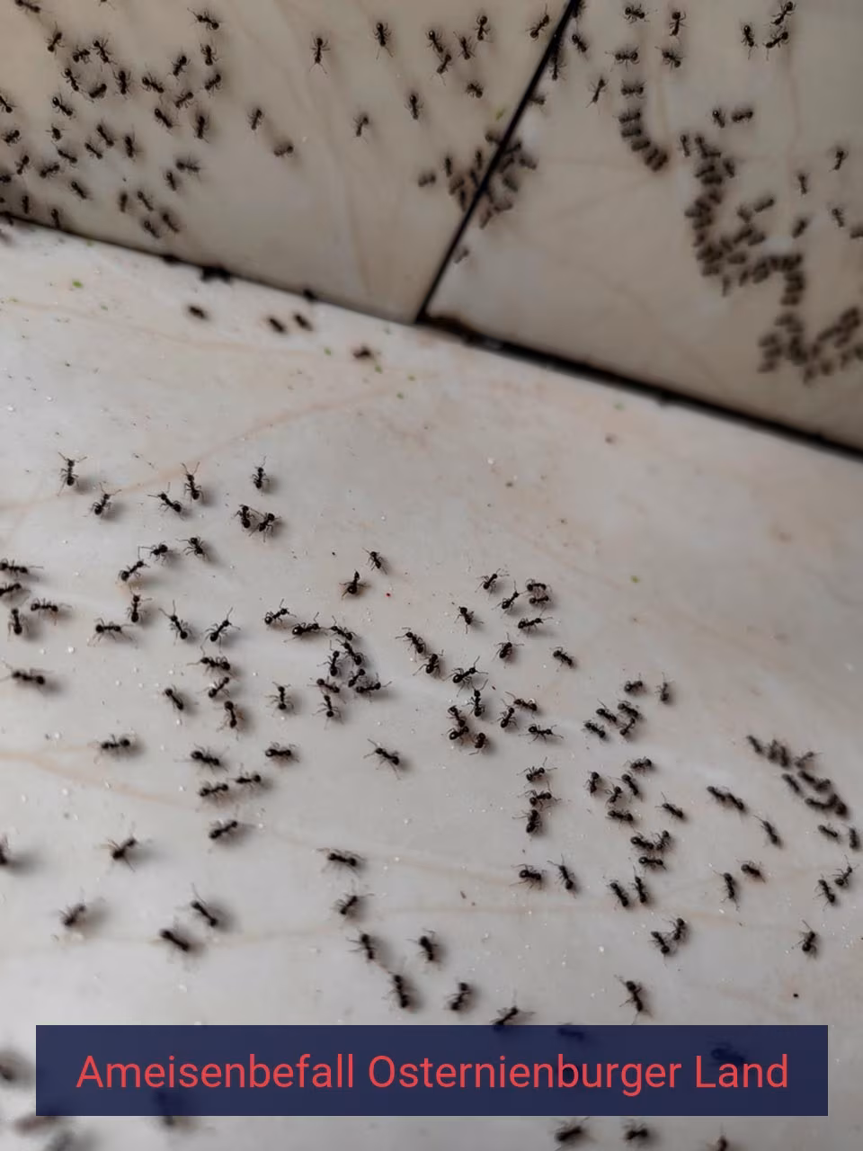 Ameisenbefall {Stadt(city_name)