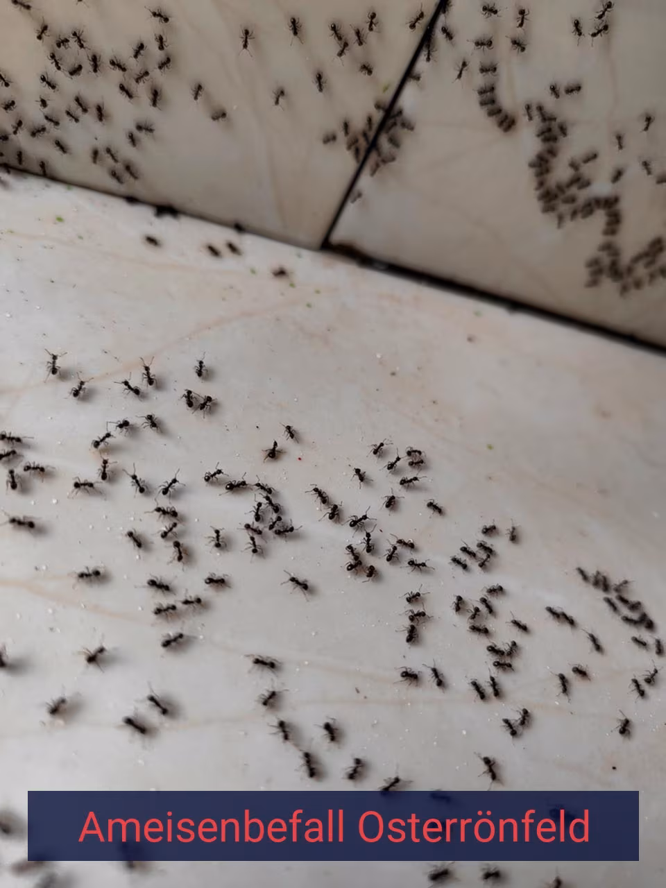 Ameisenbefall {Stadt(city_name)
