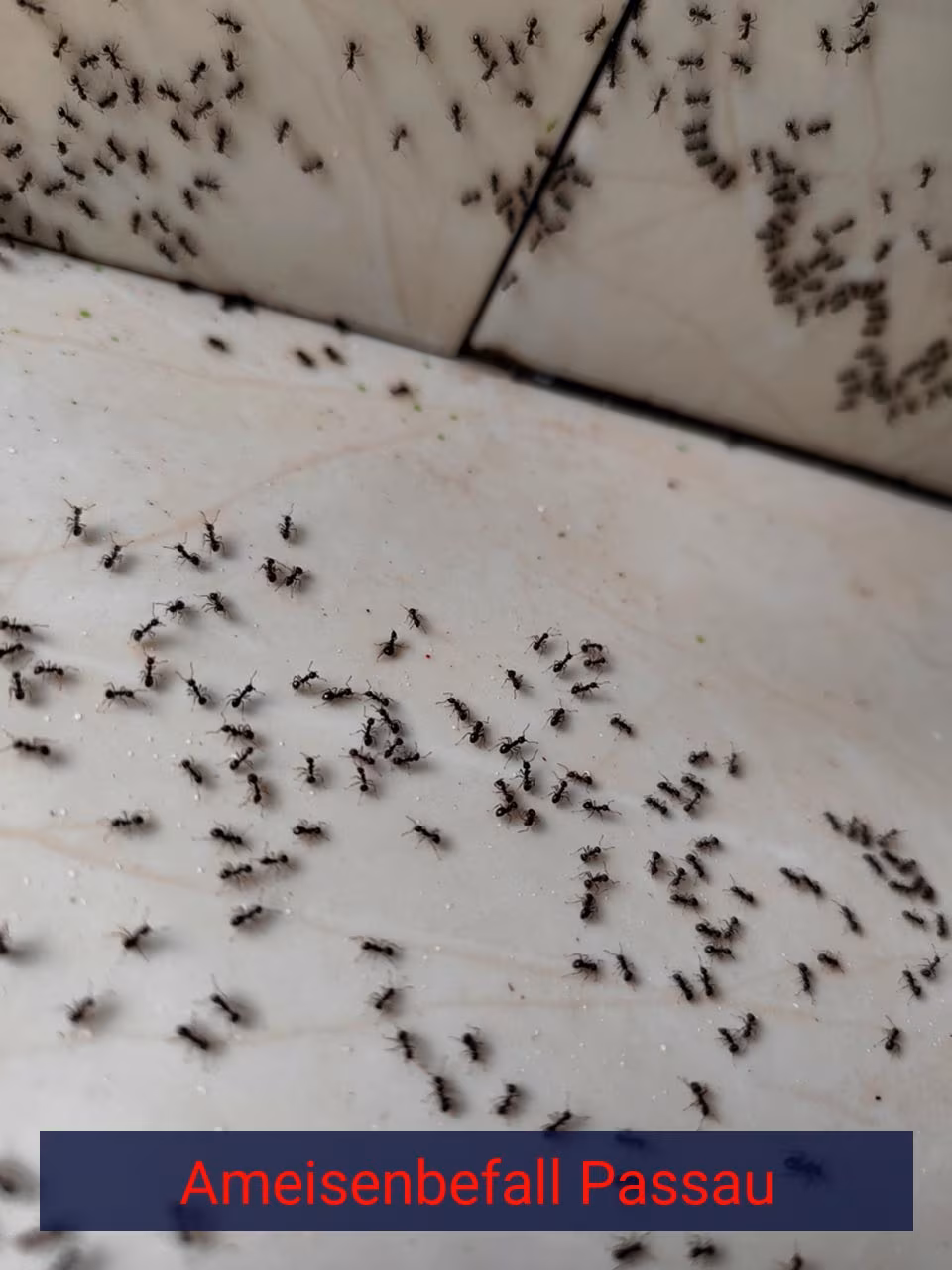 Ameisenbefall {Stadt(city_name)