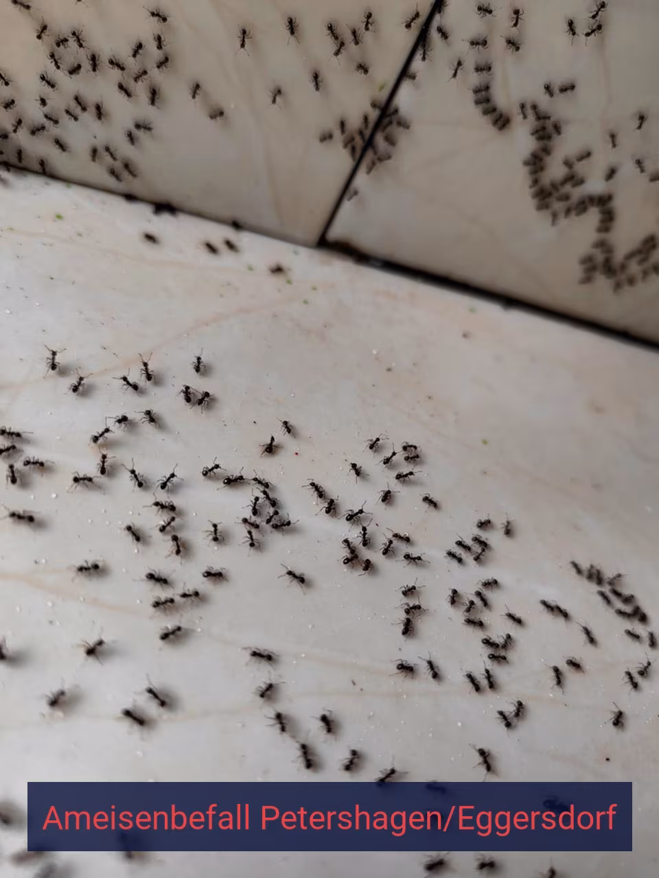 Ameisenbefall {Stadt(city_name)