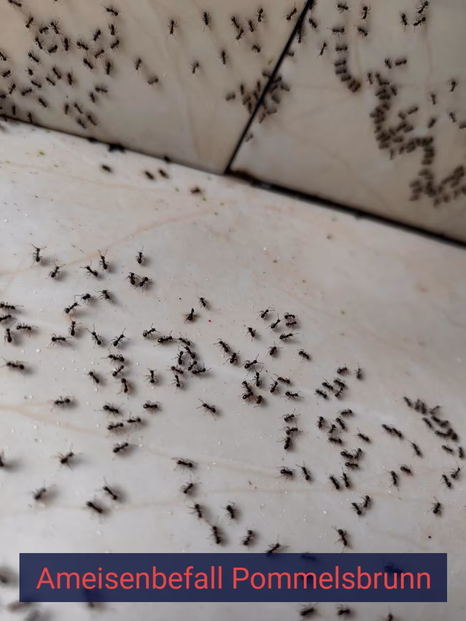 Ameisenbefall {Stadt(city_name)
