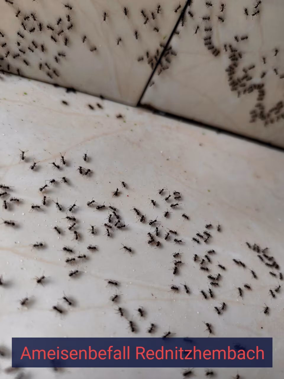 Ameisenbefall {Stadt(city_name)