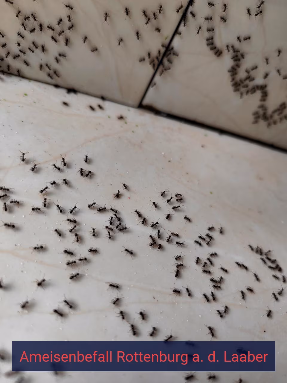 Ameisenbefall {Stadt(city_name)