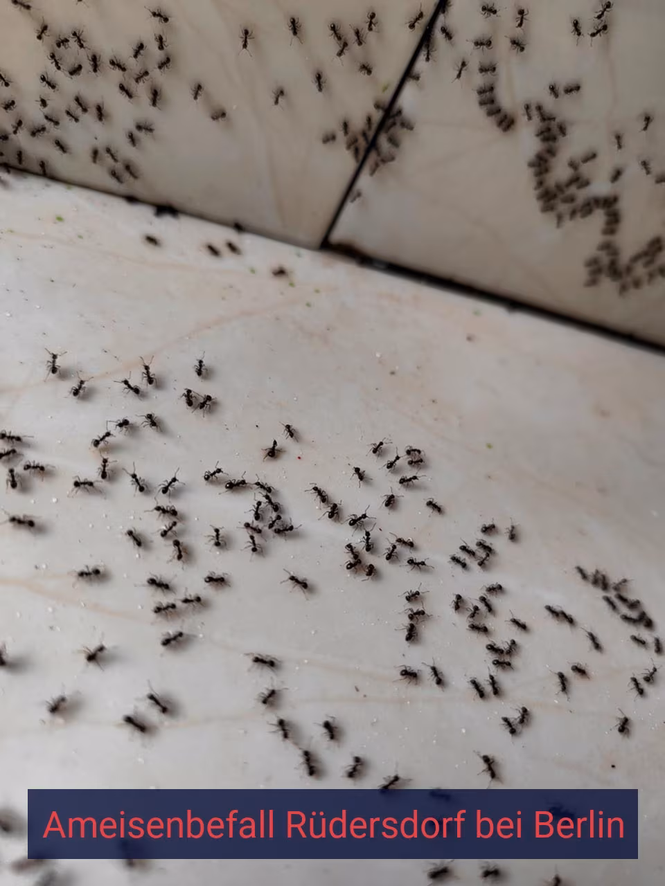 Ameisenbefall {Stadt(city_name)