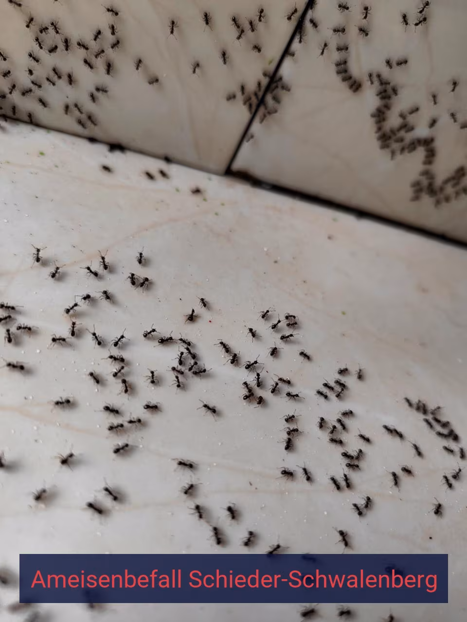 Ameisenbefall {Stadt(city_name)