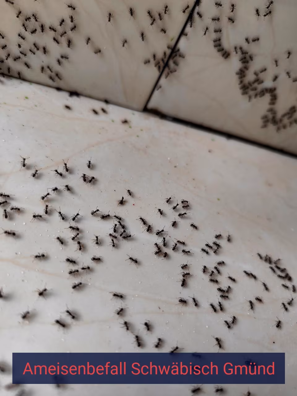 Ameisenbefall {Stadt(city_name)