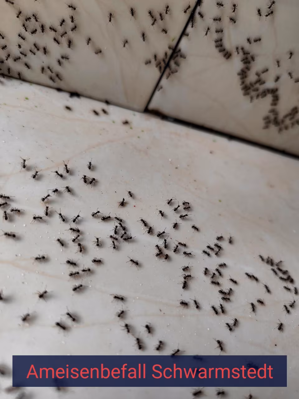 Ameisenbefall {Stadt(city_name)