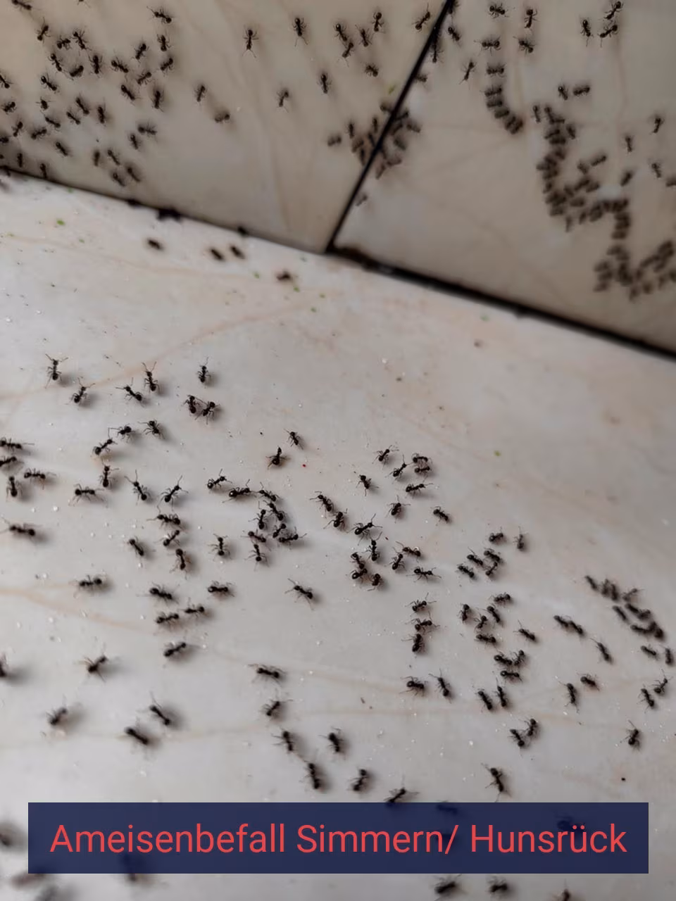 Ameisenbefall {Stadt(city_name)