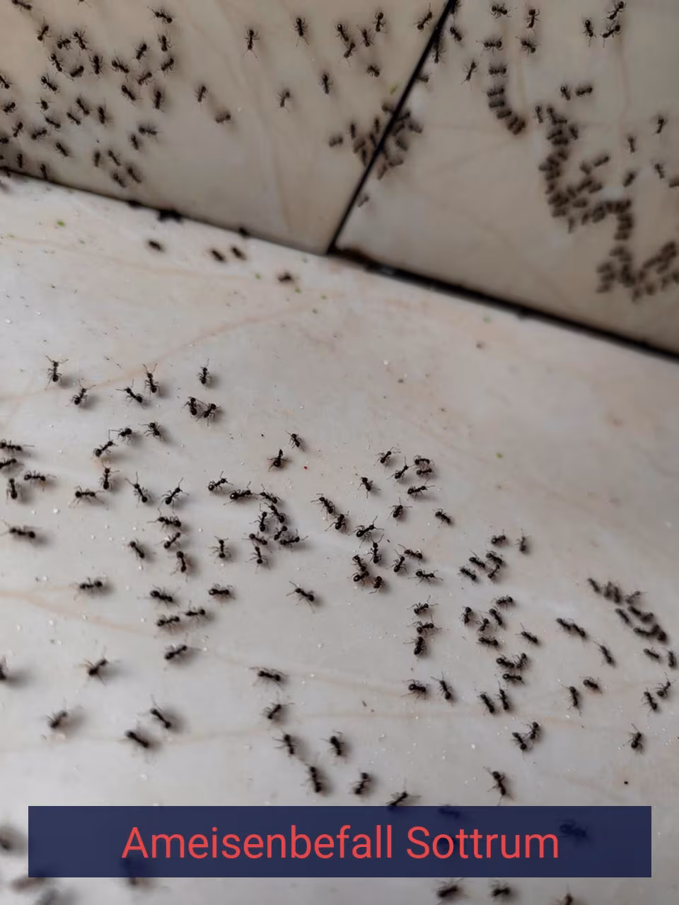 Ameisenbefall {Stadt(city_name)