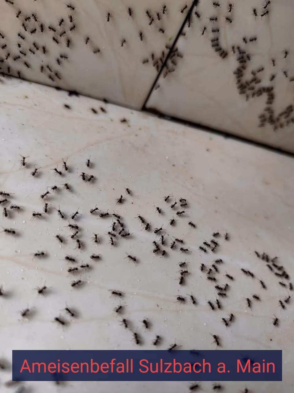 Ameisenbefall {Stadt(city_name)