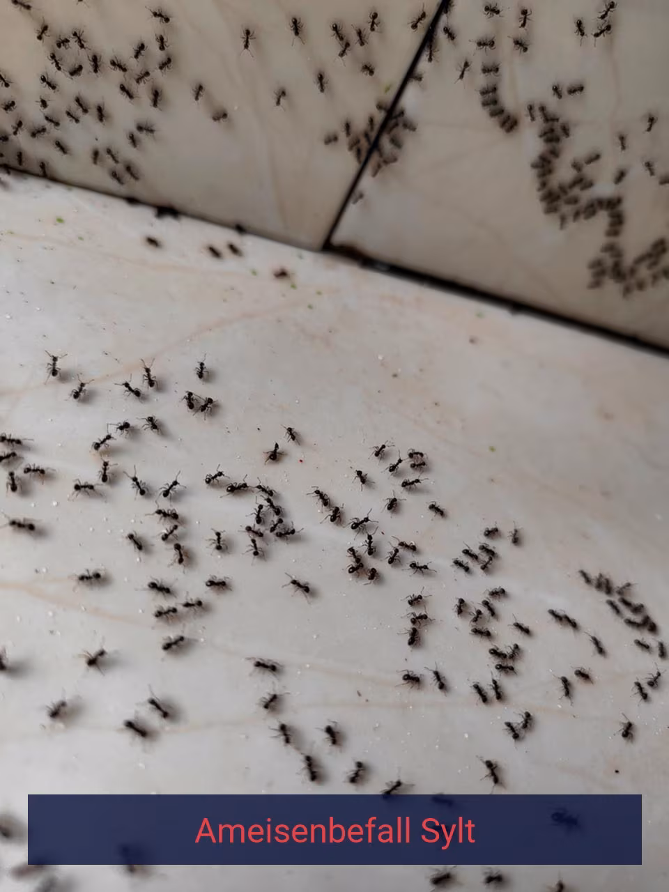 Ameisenbefall {Stadt(city_name)