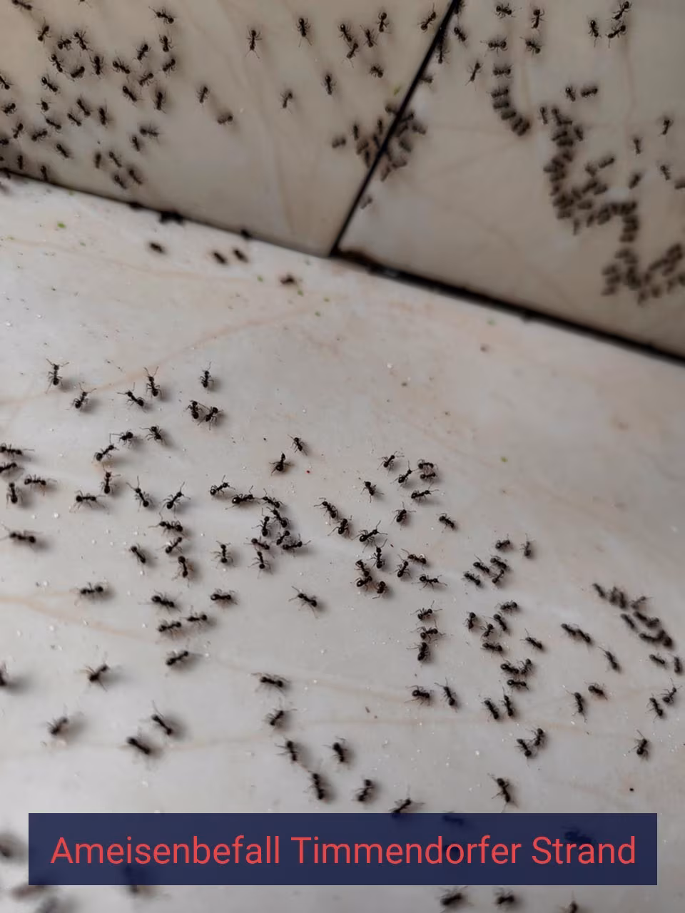 Ameisenbefall {Stadt(city_name)