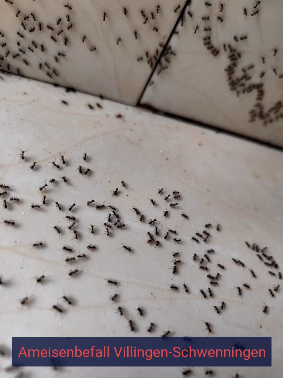Ameisenbefall {Stadt(city_name)