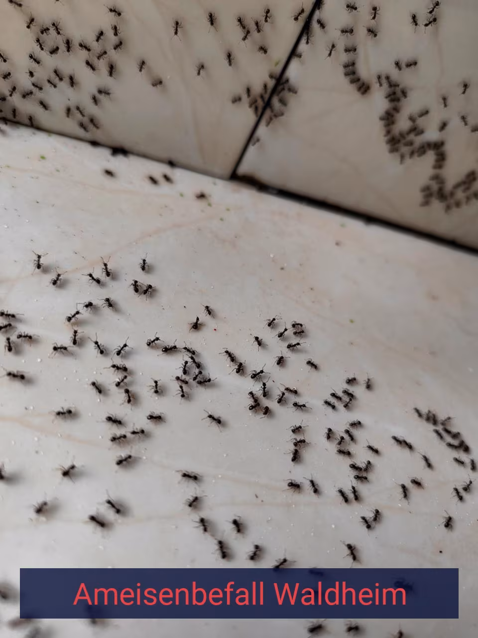 Ameisenbefall {Stadt(city_name)