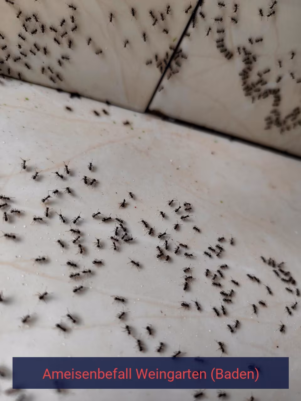 Ameisenbefall {Stadt(city_name)