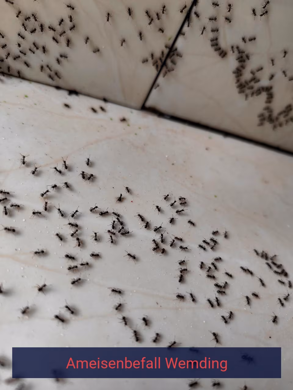 Ameisenbefall {Stadt(city_name)