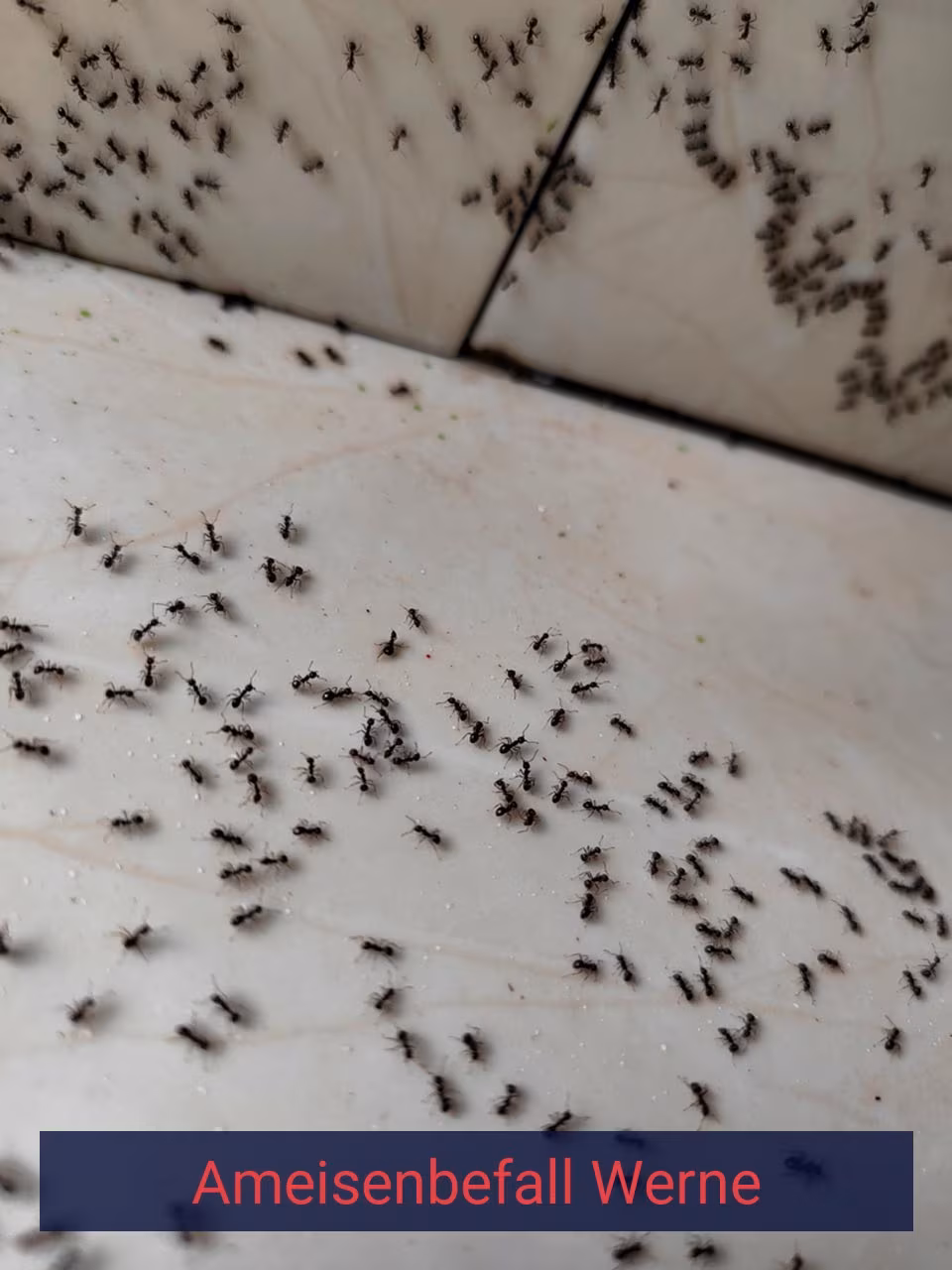 Ameisenbefall {Stadt(city_name)