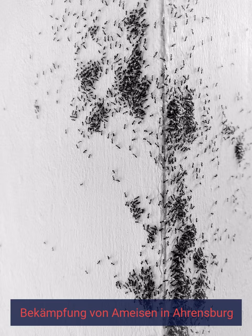 Bekämpfung von Ameisen {Stadt(city_name)