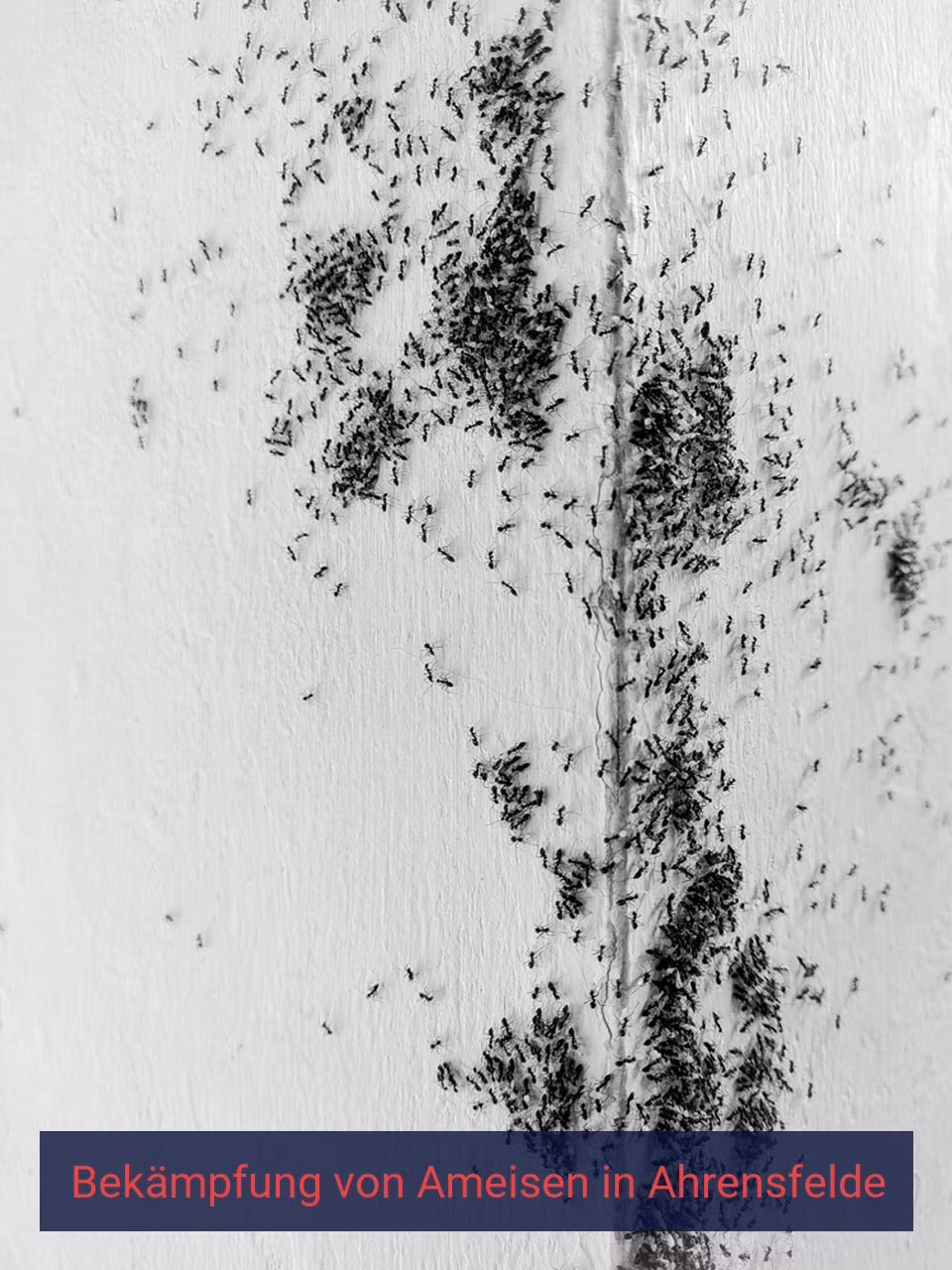 Bekämpfung von Ameisen {Stadt(city_name)
