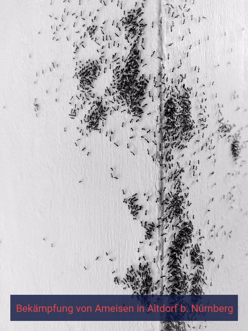 Bekämpfung von Ameisen {Stadt(city_name)