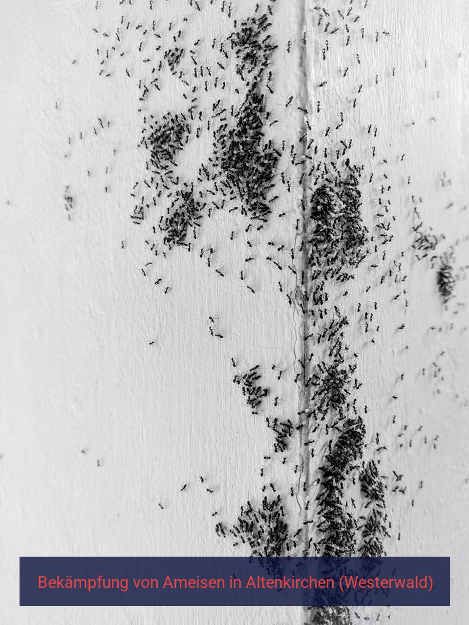 Bekämpfung von Ameisen {Stadt(city_name)