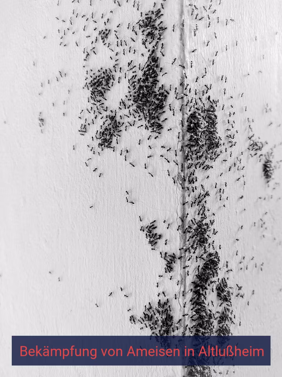 Bekämpfung von Ameisen {Stadt(city_name)