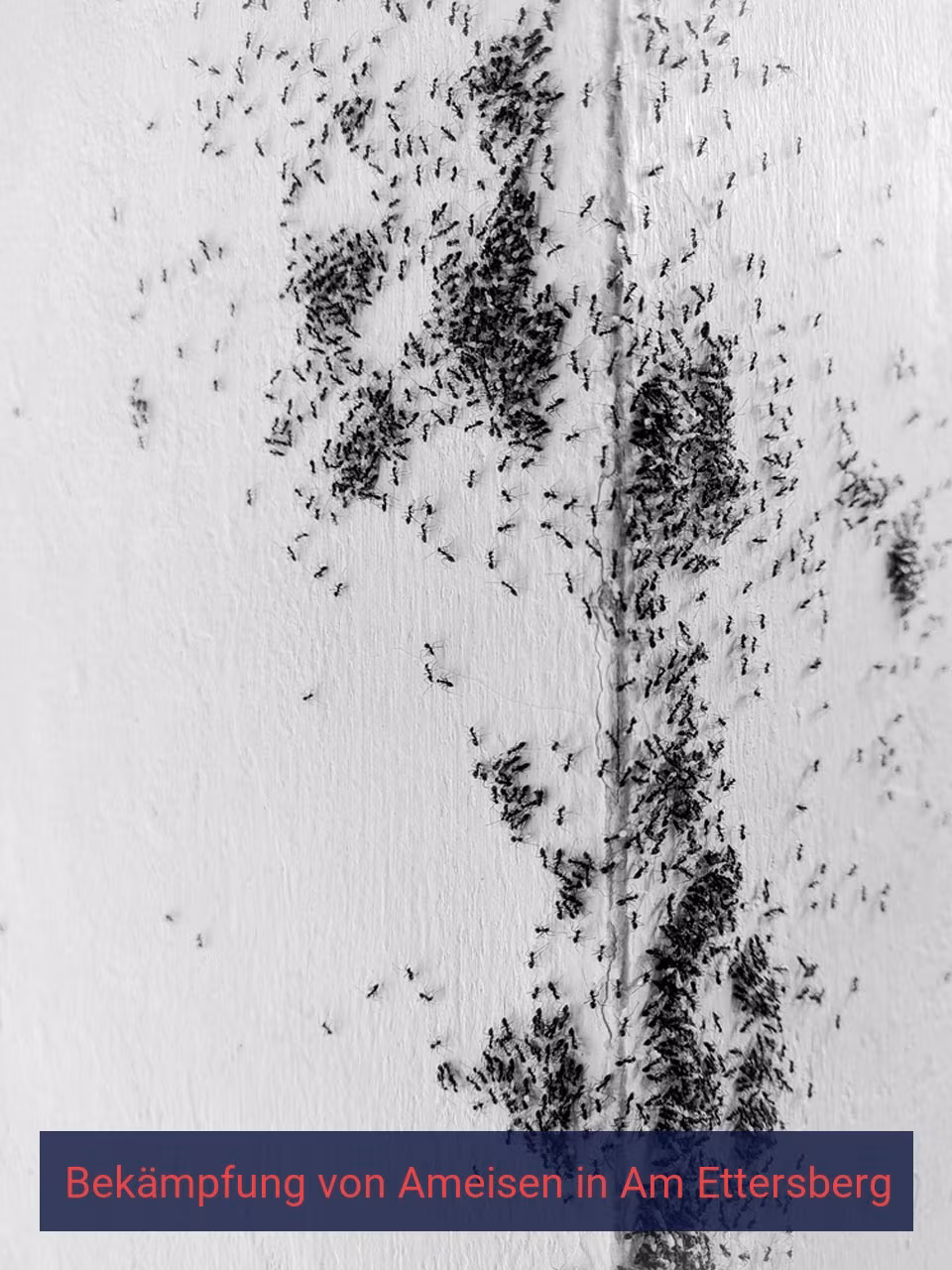 Bekämpfung von Ameisen {Stadt(city_name)