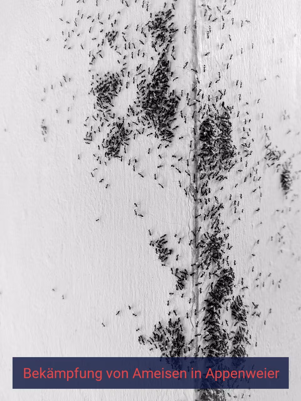 Bekämpfung von Ameisen {Stadt(city_name)