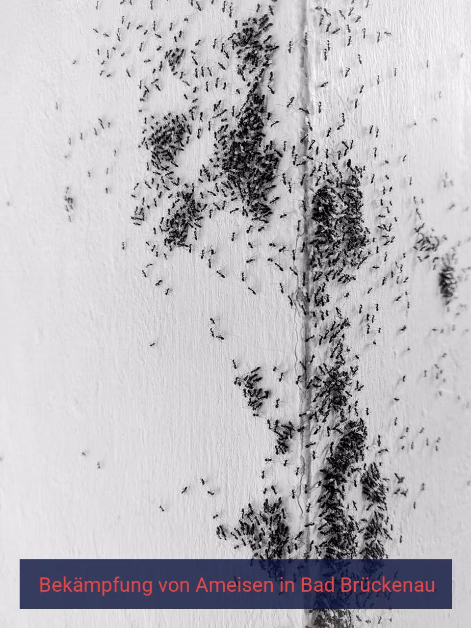 Bekämpfung von Ameisen {Stadt(city_name)