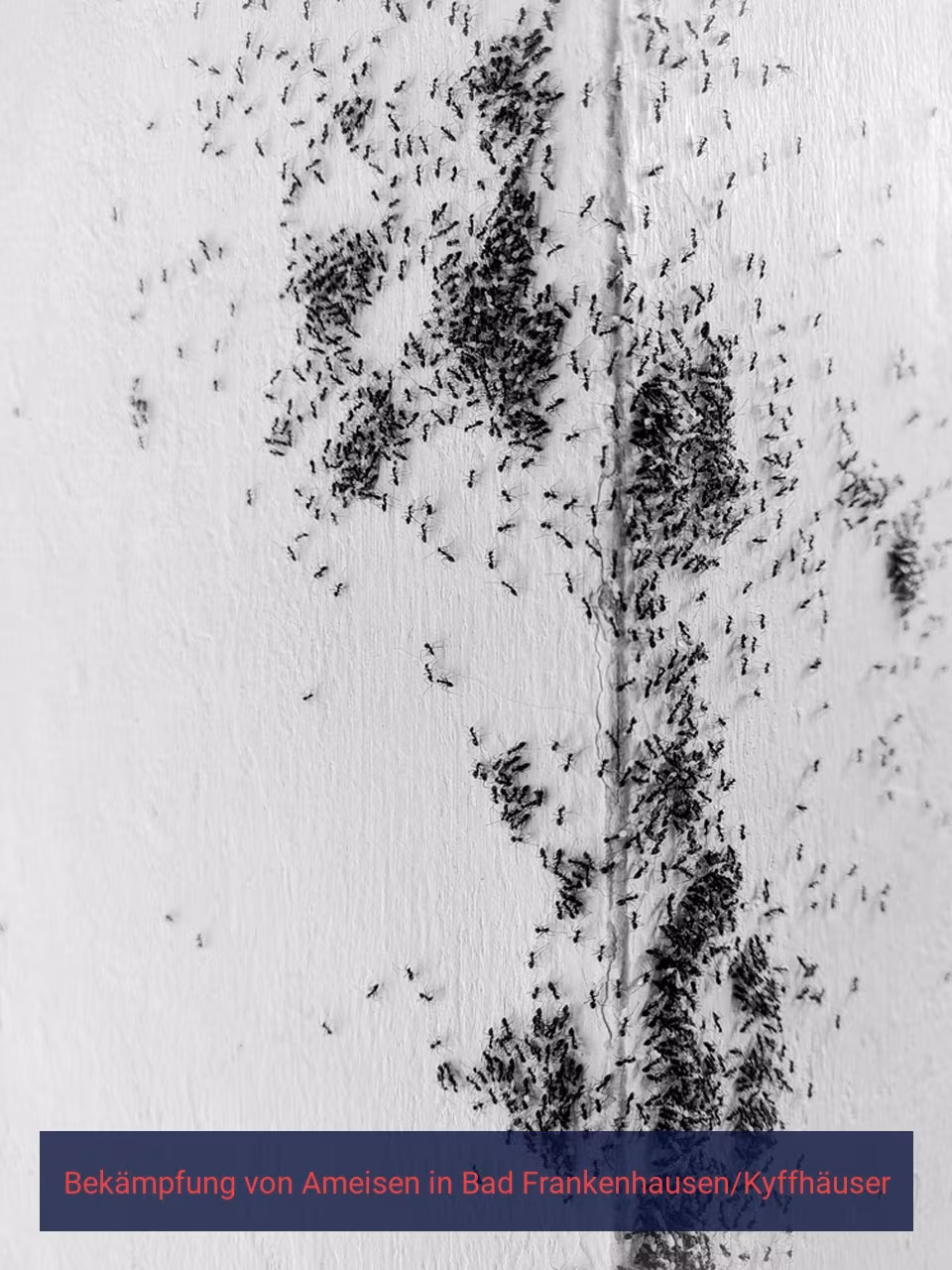 Bekämpfung von Ameisen {Stadt(city_name)